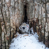 pteromys volans orii flying squirrel japan 202103 1997