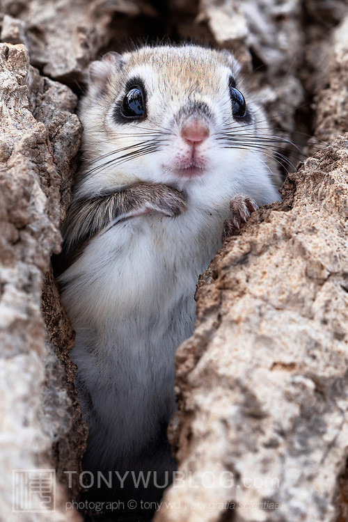 pteromys volans orii flying squirrel japan 202202 05496.jpg