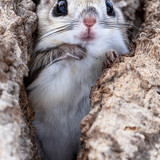 pteromys volans orii flying squirrel japan 202202 05496