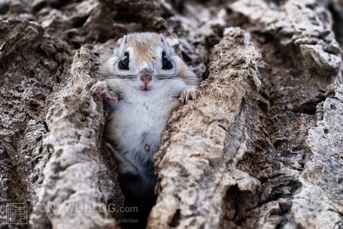 pteromys volans orii flying squirrel japan 202202 05114.jpg