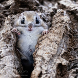 pteromys volans orii flying squirrel japan 202202 05114