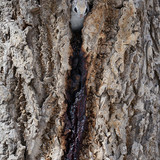 pteromys volans orii flying squirrel urinating japan 202103 4214.jpg
