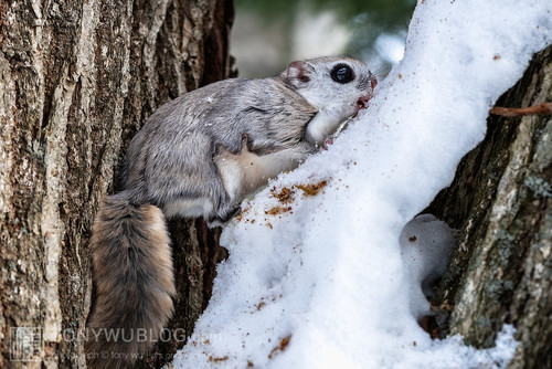 pteromys volans orii flying squirrel japan 202202 04149.jpg