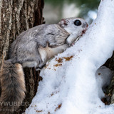 pteromys volans orii flying squirrel japan 202202 04149