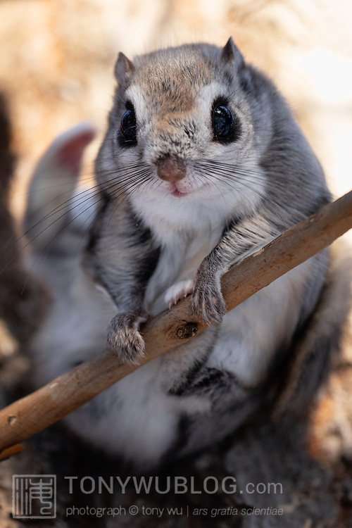 pteromys volans orii flying squirrel japan 202202 15541.jpg