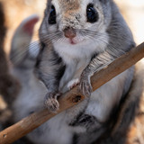 pteromys volans orii flying squirrel japan 202202 15541