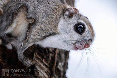 pteromys volans orii flying squirrel japan 202202 08415