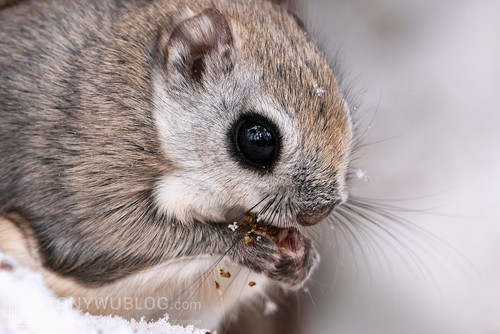 pteromys volans orii flying squirrel japan 202202 07303.jpg
