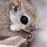 pteromys volans orii flying squirrel japan 202202 07303