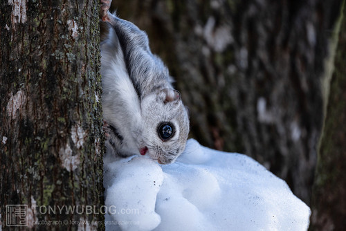 pteromys volans orii flying squirrel japan 202202 00172.jpg