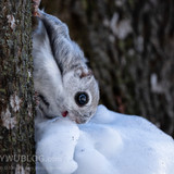 pteromys volans orii flying squirrel japan 202202 00172