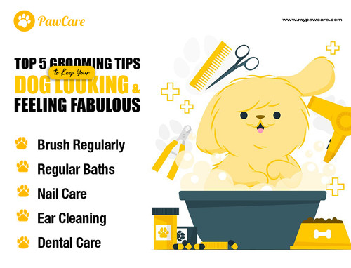 Top 5 Grooming Tips to Keep Your Dog Looking and Feeling Fabulous.jpg