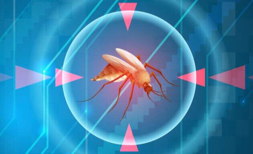 Dengue Transmission11 (1).jpg