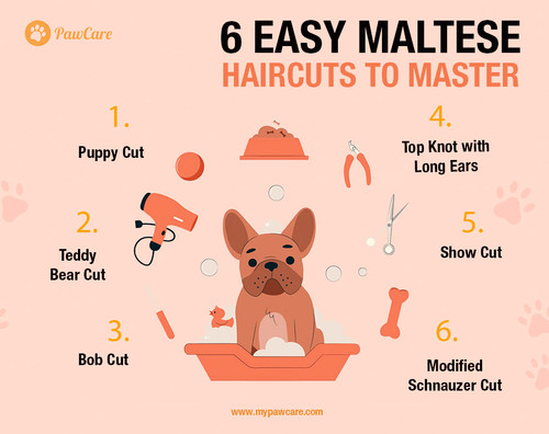 6 Easy Maltese Haircuts to Master.jpg