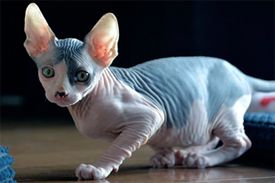 sphynx Cats 1200x750 copy.png