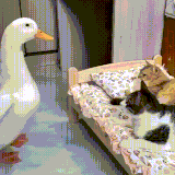 kotutka.gif