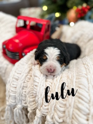 Holistic Bernese mountain dogs.jpg