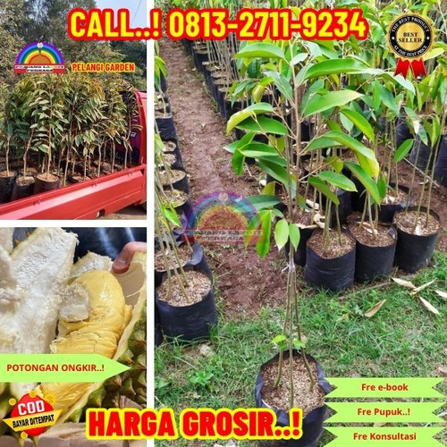 LANGSUNG PETANI ! H.Tovix CALL: 0813-2711-9234 Jual Bibit Durian Paling Cepat Berbuah Ke Kec.Merawan.jpg