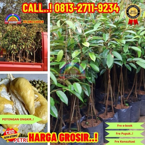 HARGA PARTAI ! H.Tovix CALL: 0813-2711-9234 Jual Bibit Durian Pelangi Ke Kec.Merawang-Desa Air Anyir.jpg