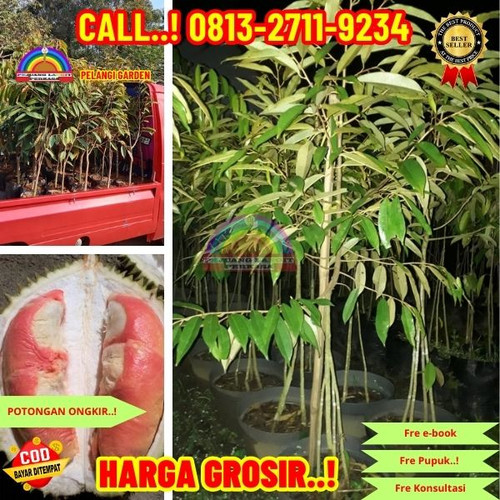 OPEN RESELLER ! H.Tovix CALL: 0813-2711-9234 Jual Bibit Durian Petruk Ke Kec.Belinyu-Desa Sungai Sel.jpg