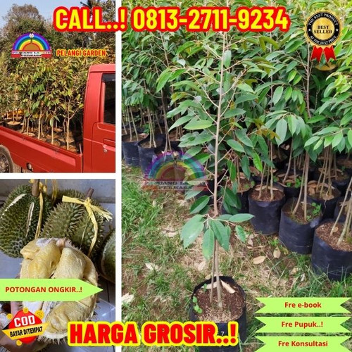 PRODUSEN BIBIT UNGGULAN ! H.Tovix CALL: 0813-2711-9234 Jual Bibit Durian Paling Bagus Ke Kec.Merawan.jpg