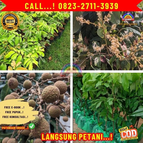 821.Jual Bibit Kelengkeng Berbunga.jpg