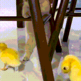 kotutki.gif