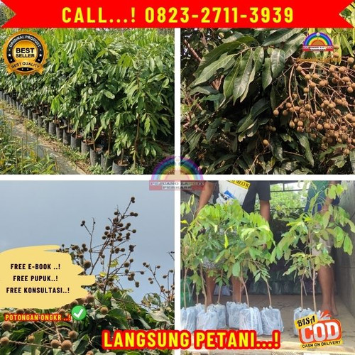 HARGA RESELLER ! CALL: 0823-2711-3939 Jual Bibit Kelengkeng Bersertifikat.jpg