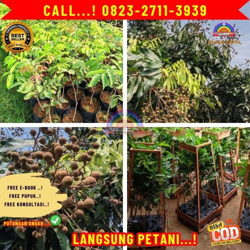 POTONGAN GILA ! CALL: 0823-2711-3939 Jual Bibit Kelengkeng Bagus.jpg