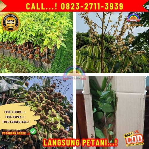 EKSLUSIF ! CALL: 0823-2711-3939 Jual Bibit Buah Kelengkeng.jpg