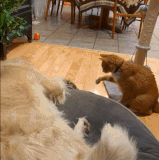 在作死的边缘疯狂试探.gif