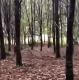 以前对 “被驯鹿撞死的” 没有概念，现在有了.gif