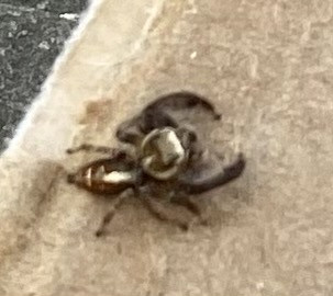 images%2Fimage 1704192977317.jpg