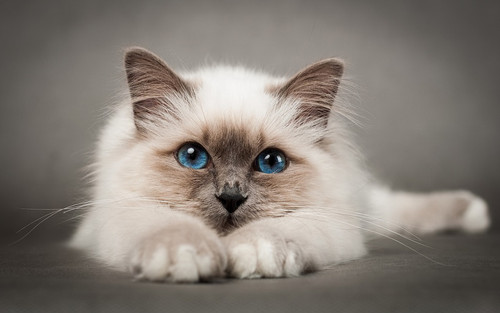 Blue Eyes Beautiful Birman Cat.jpg