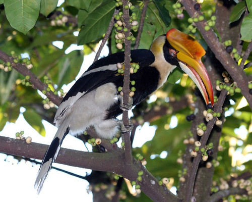 Hornbill1.jpg
