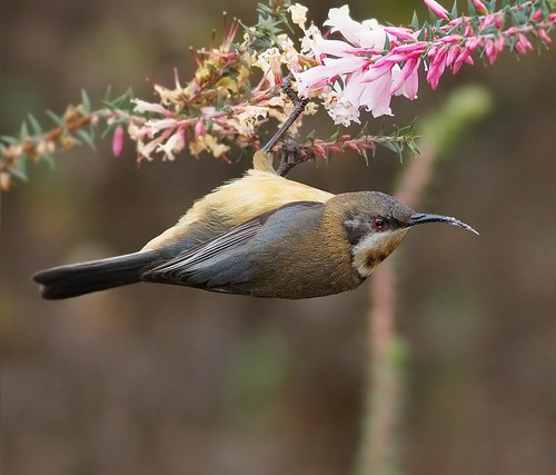 Honeyeater1.jpg