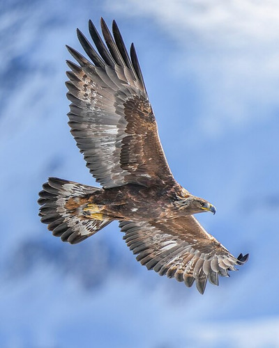 GoldenEagle1.jpg