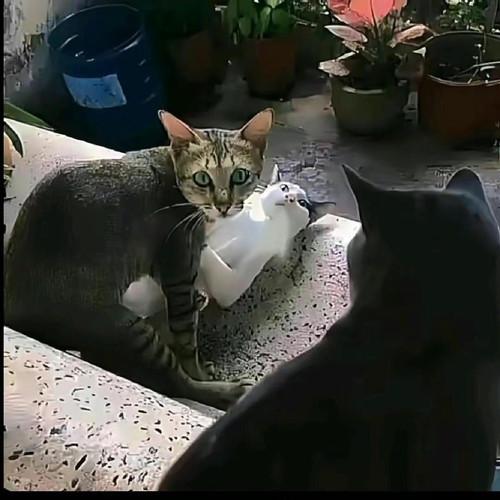 image.jpg