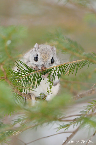 siberian japanese dwarf flying squirrel 12.jpg