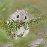 siberian japanese dwarf flying squirrel 12