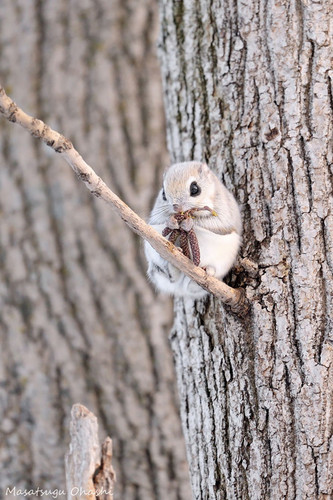 siberian japanese dwarf flying squirrel 13