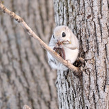 siberian japanese dwarf flying squirrel 13