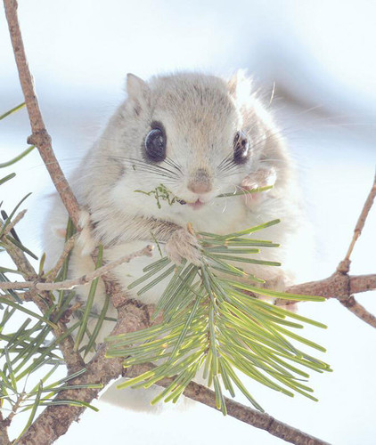 siberian japanese dwarf flying squirrel 9.jpg