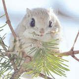 siberian japanese dwarf flying squirrel 9