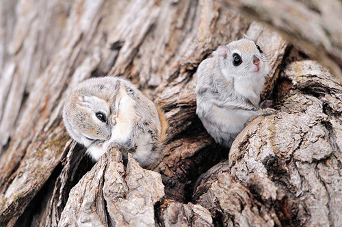 siberian japanese dwarf flying squirrel 17.jpg