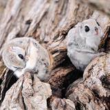 siberian japanese dwarf flying squirrel 17