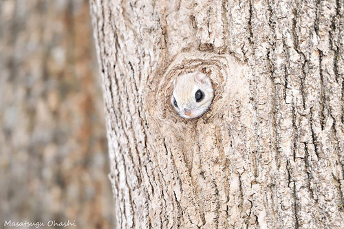 siberian japanese dwarf flying squirrel 10.jpg