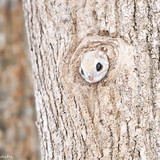 siberian japanese dwarf flying squirrel 10