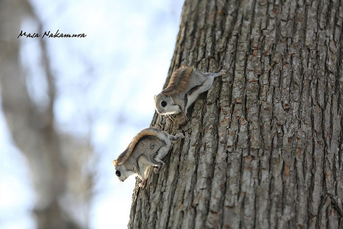 siberian japanese dwarf flying squirrel 14.jpg