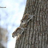 siberian japanese dwarf flying squirrel 14